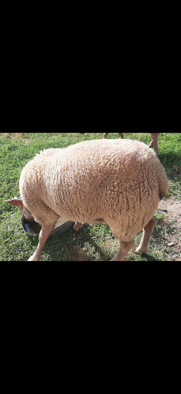 Mouton Rouge de l'Ouest, Animaux & Accessoires, Moutons, Chèvres & Cochons, Plusieurs animaux, Mouton, 0 à 2 ans