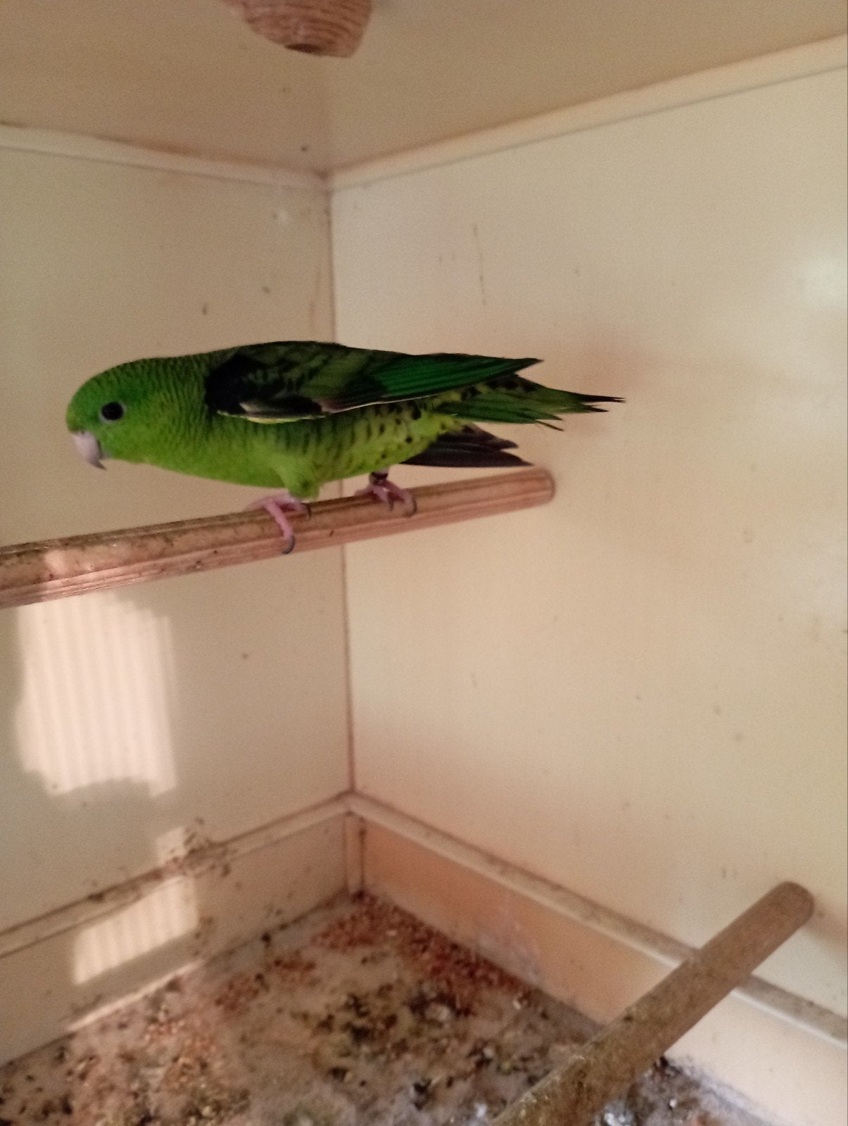 Catharina man groen, Dieren en Toebehoren, Mannelijk, Parkiet, Geringd