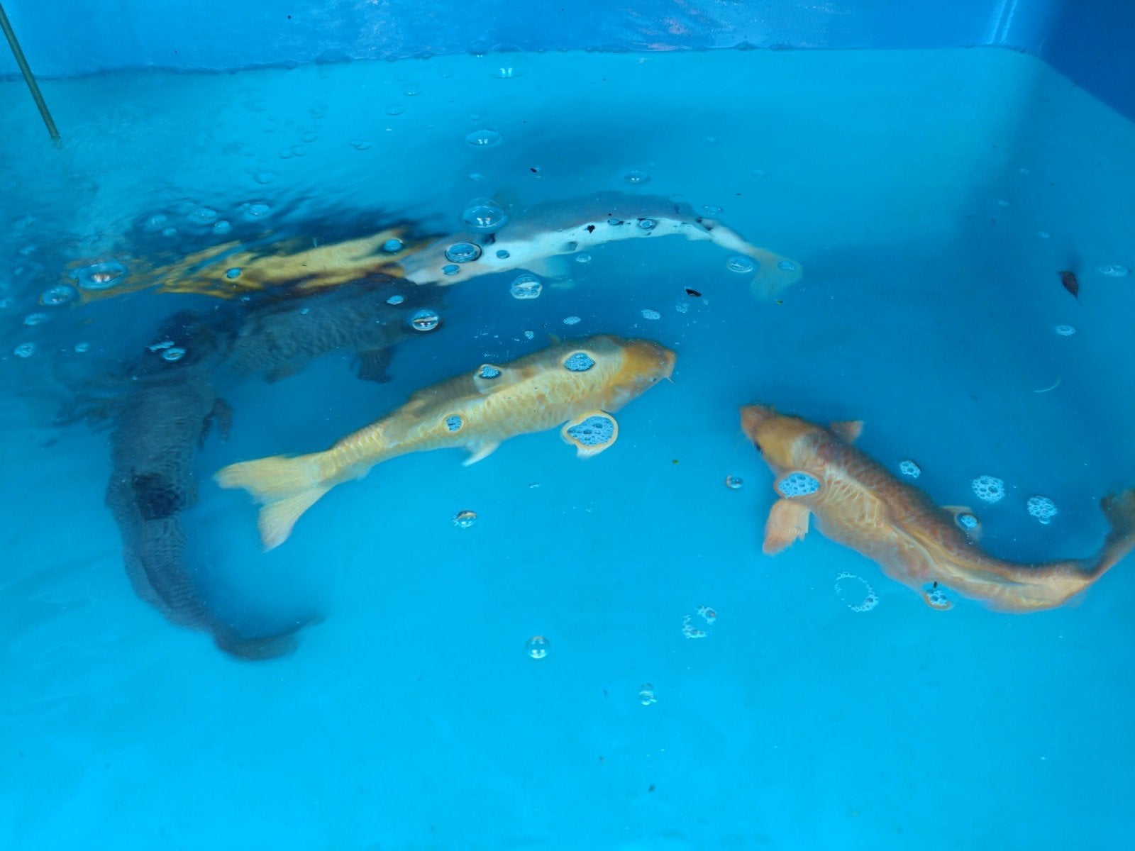Koi 8 tot 40cm, vlinderkoi 8/10 cm, Dieren en Toebehoren, Vissen | Vijvervissen