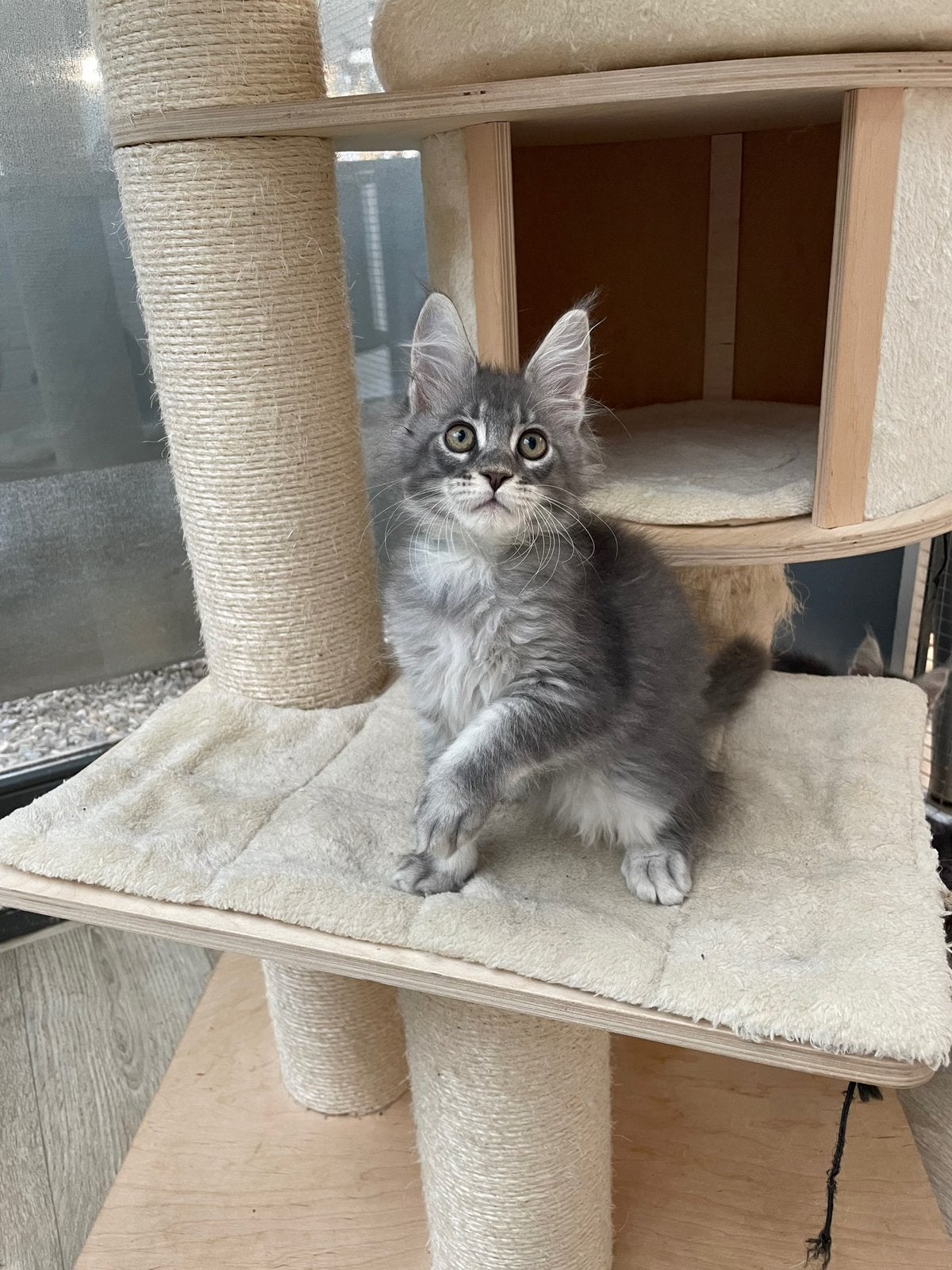 Maile coon kittens, Dieren en Toebehoren, Meerdere dieren, Met stamboom, 0 tot 2 jaar