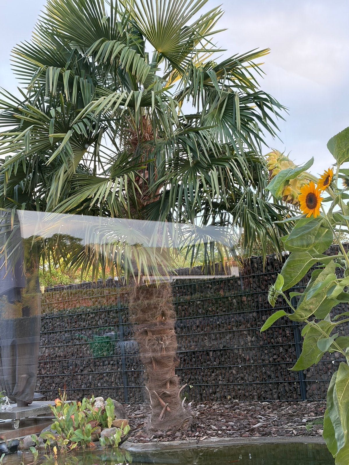 Trachycarpus fortunei 5 m hoog., Tuin en Terras, Ophalen, Najaar, Volle zon