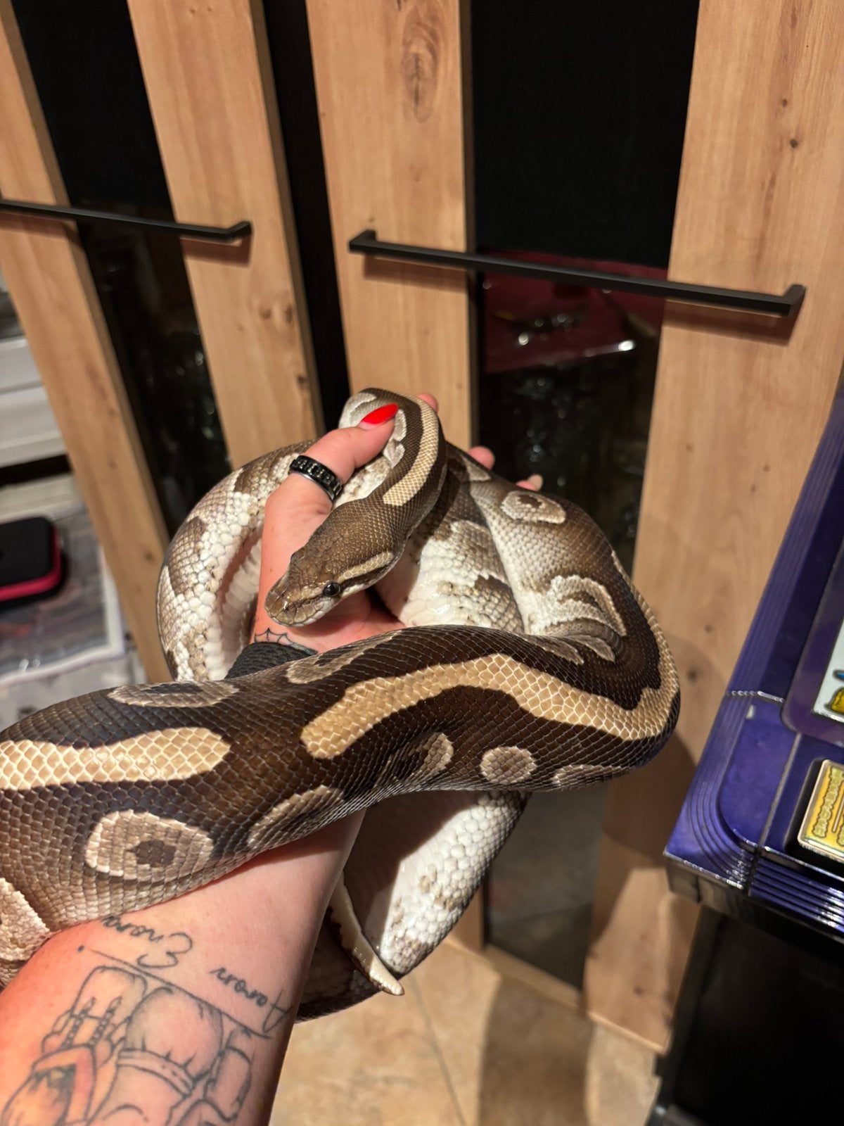 0.1 Python, Dieren en Toebehoren, Reptielen en Amfibieën, Slang, Tam, 7 tot 10 jaar