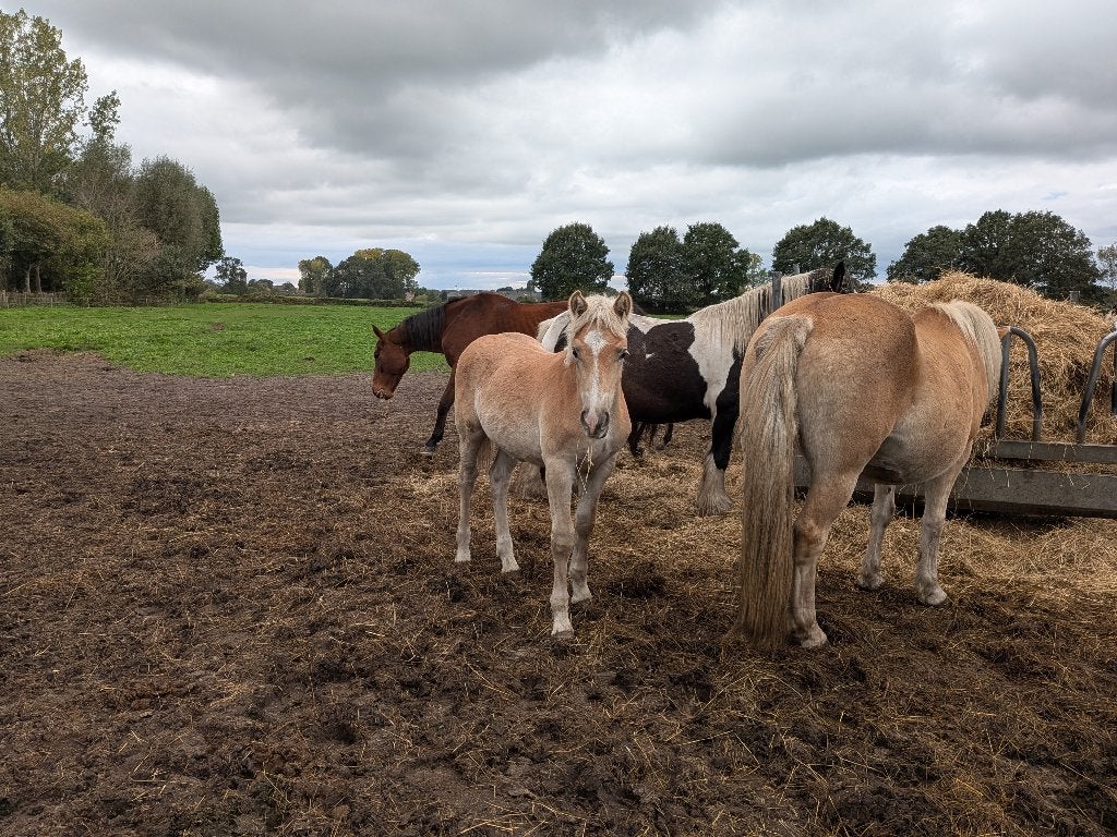 Haflinger Hengstveulen, E pony (1.48m - 1.57m), 0 tot 2 jaar, Hengst, Gechipt