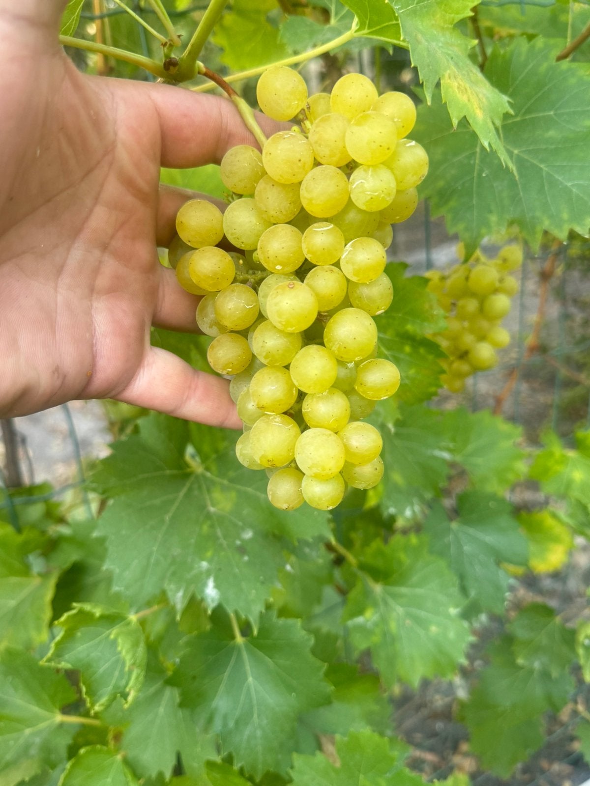 Witte druiven zeer zoet, Tuin en Terras, Planten | Fruitbomen, Ophalen