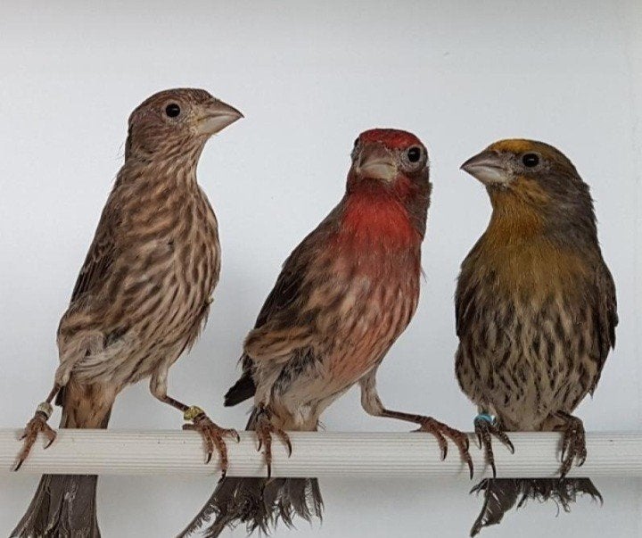 Vogels roodmus