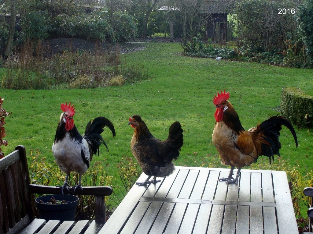 Brabantse Hoenders, Vrouwelijk, Kip