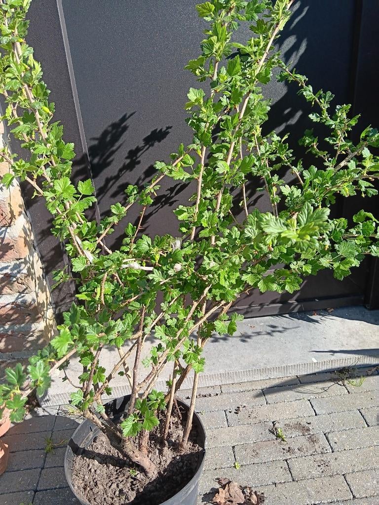 Stekelbes, Tuin en Terras, Ophalen