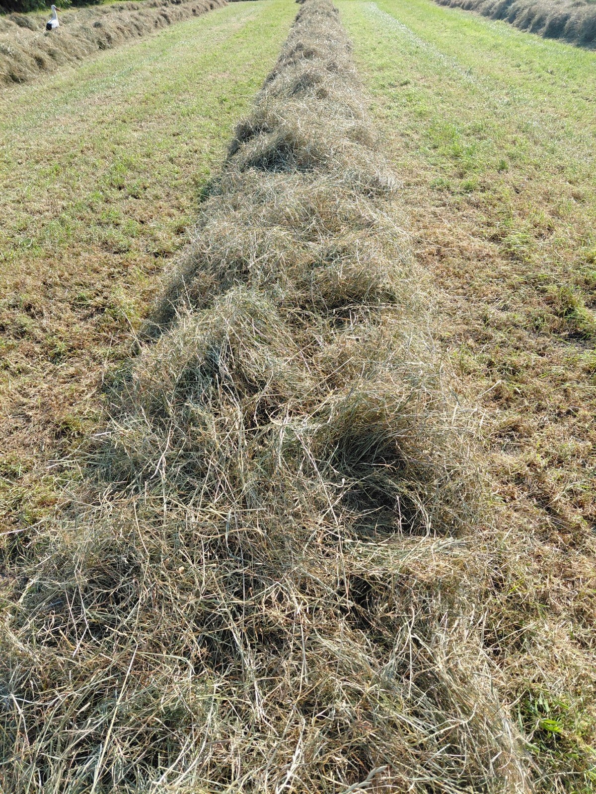 Hooi in midibalen, Dieren en Toebehoren, Ophalen