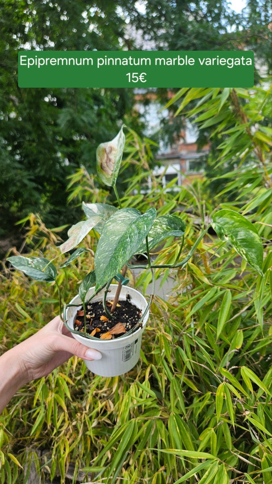 Epipremnum pinnatum marble variegata, Maison & Meubles, Enlèvement