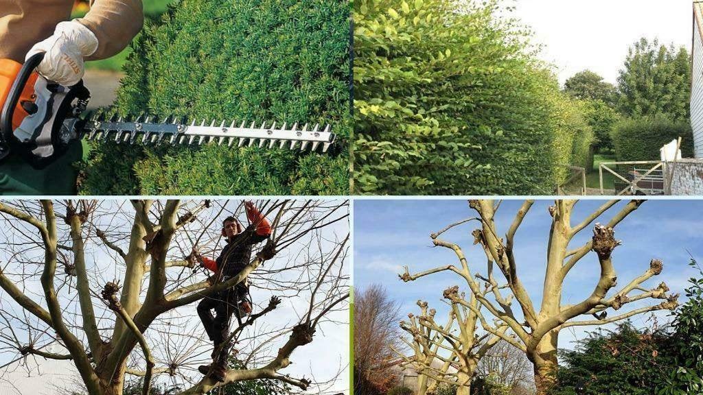 Entretien et création de jardin, Enlèvement