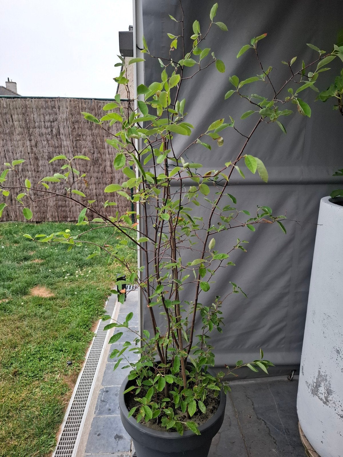 Krentenboom amelanchier lamarckii meerstammig, Overige soorten, 100 tot 250 cm, Zomer, Ophalen
