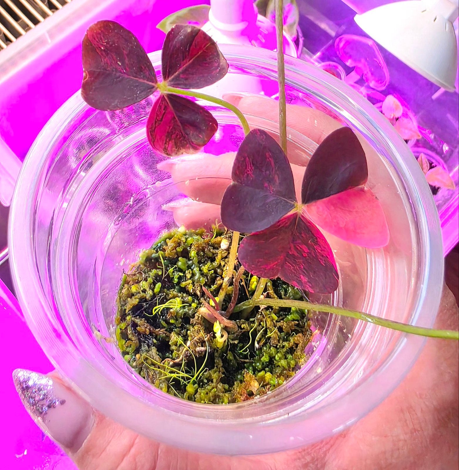 Oxalis Triangularis pink variegata (1), Huis en Inrichting, Kamerplanten, Ophalen of Verzenden