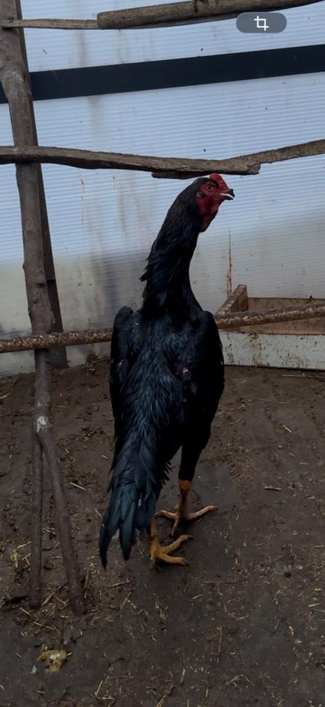 Grote O shamo haan, Mâle, Poule ou poulet