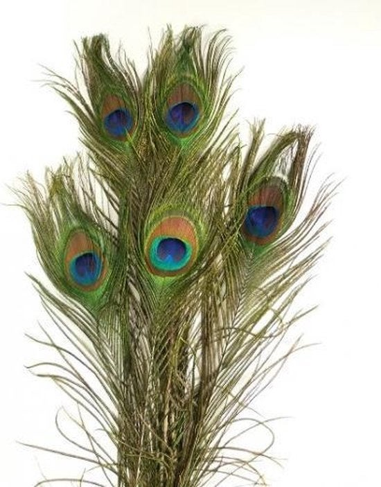 Veren van blauwe pauw tekoop, Animaux & Accessoires, Volatiles, Mâle, Autres espèces