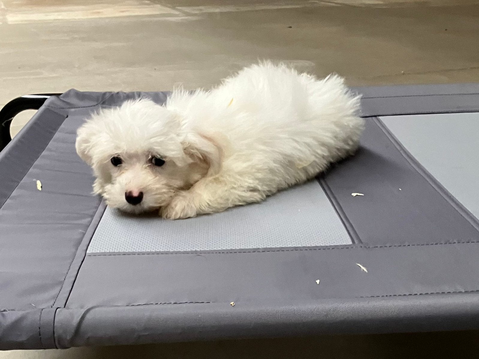 Maltezer pups, Dieren en Toebehoren, België, Maltezer, 8 tot 15 weken, CDV (hondenziekte)