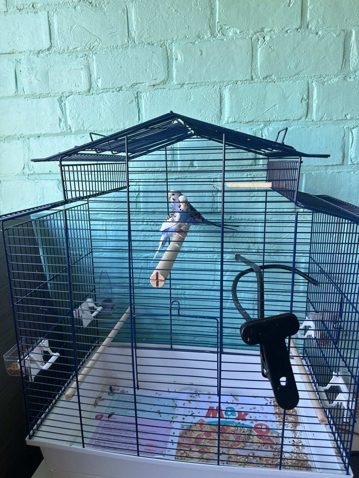 2 vogeltjes + kooi, Dieren en Toebehoren