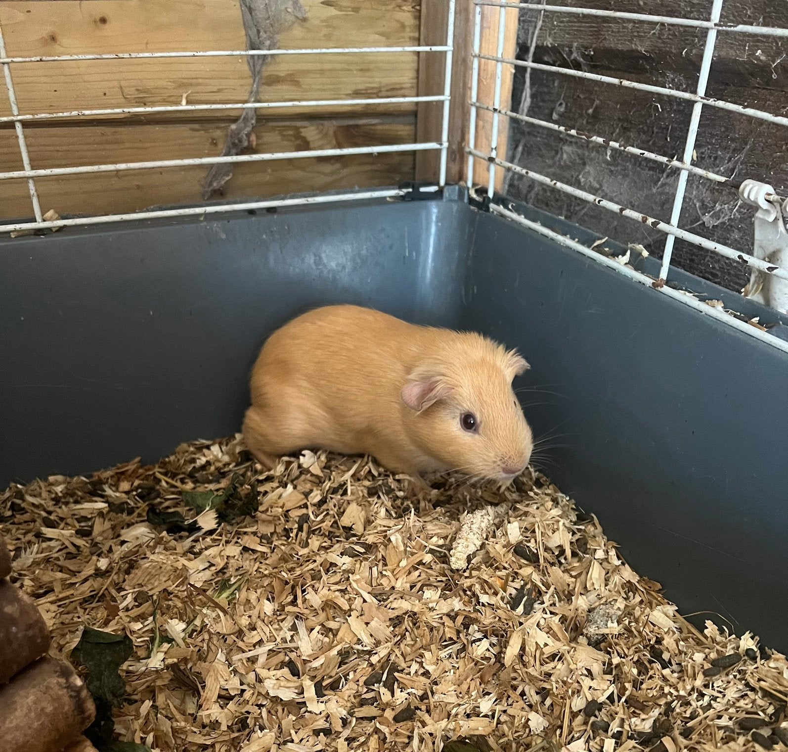 Cavia zeugje, Dieren en Toebehoren, Juli, Cavia