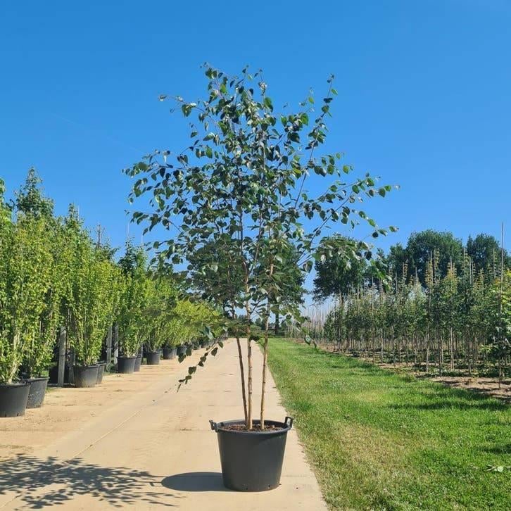 Meerstammige Himalaya Berk met Prachtige Witte Stam, Tuin en Terras, Planten | Bomen, In pot, Ophalen of Verzenden