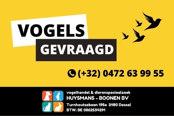 Exoten gevraagd, Dieren en Toebehoren, Meerdere dieren, Tropenvogel