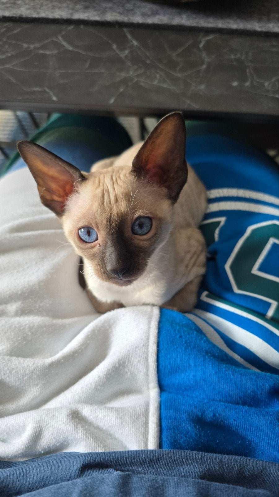 Prachtige Cornish Rex Kittens  (4 zijn er al weg), Plusieurs animaux, Vermifugé, 0 à 2 ans