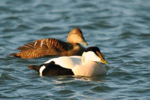Europese eider eenden