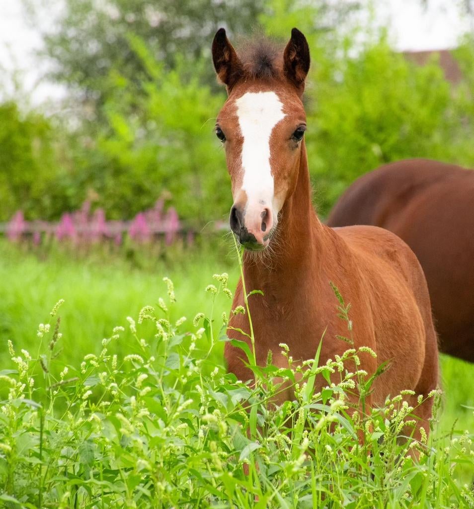 d poney, Animaux & Accessoires, Chevaux, Jument, M