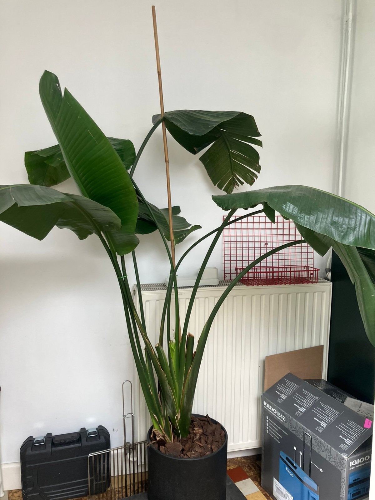 Strelitzia Nicolai, Huis en Inrichting, Kamerplanten, Ophalen