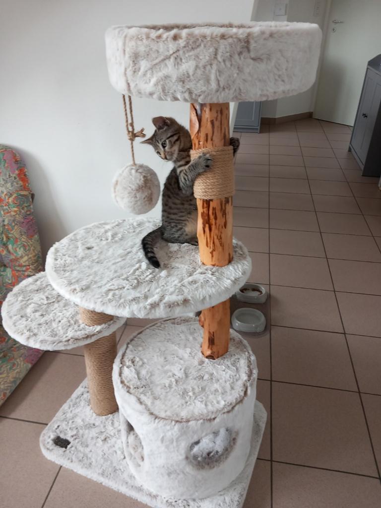 Nieuw Set katten krabpaal/nest en speelgoed te koop, Enlèvement, Griffoir