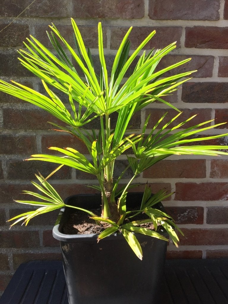 Trachycarpus fortunei x wagnerianus, Tuin en Terras, Ophalen of Verzenden, Lente, Minder dan 100 cm, Palmboom