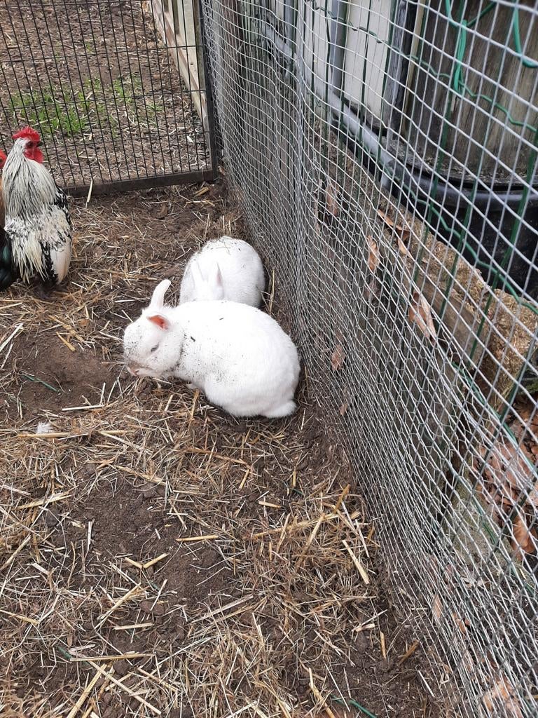 2 prachtige kleine kleurdwergjes, Dieren en Toebehoren, Konijnen
