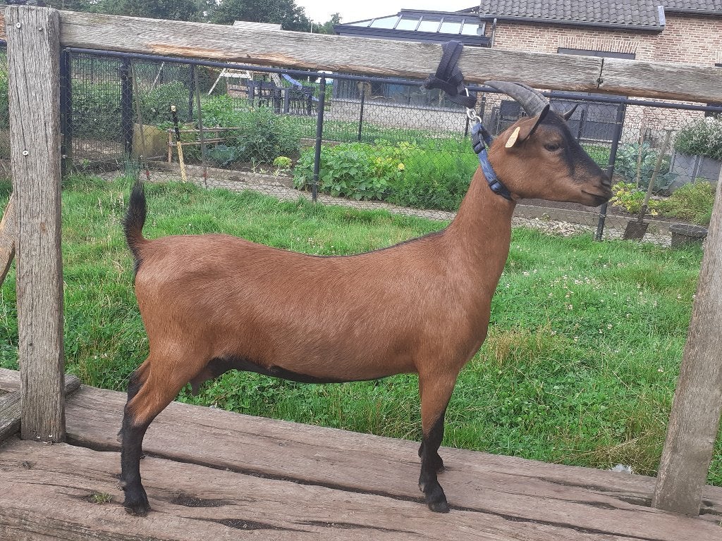 dieren en toebehoren, Dieren en Toebehoren, Schapen, Geiten en Varkens, Vrouwelijk, Geit, 3 tot 5 jaar