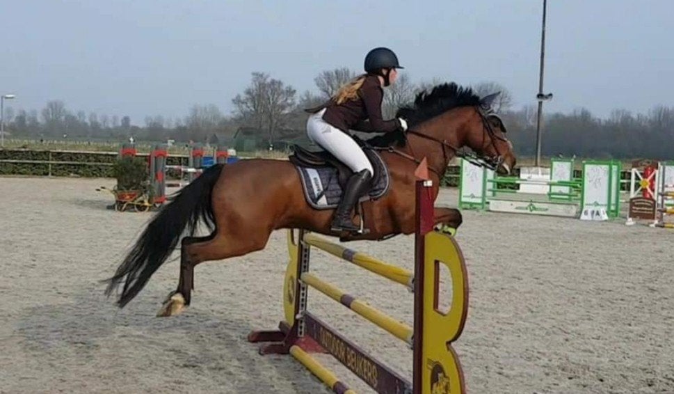 ZZ springpony te lease/halve stal, Dieren en Toebehoren, ZZ, Springpaard, Minder dan 160 cm, Met stamboom