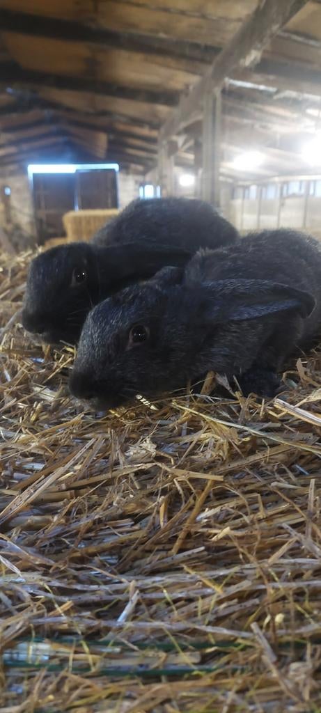 Belgisch zilver konijnen, Dieren en Toebehoren, Konijnen