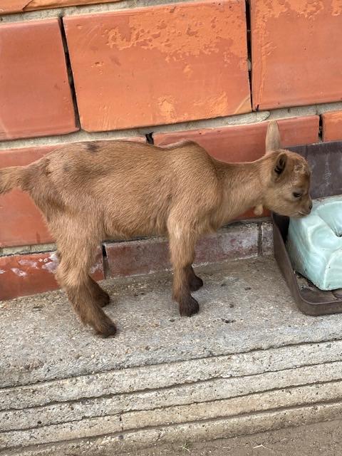 Heel mooie dwerggeit bokjes, Dieren en Toebehoren, Mannelijk, Geit, 0 tot 2 jaar
