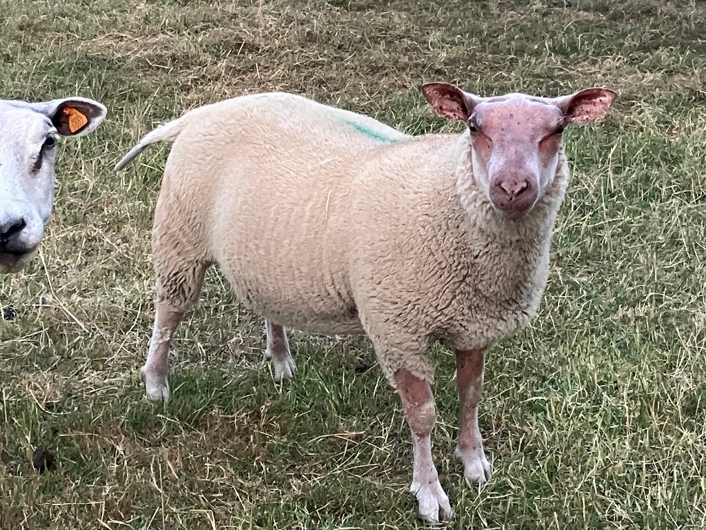 Ramlammeren, Mâle, Mouton, 0 à 2 ans