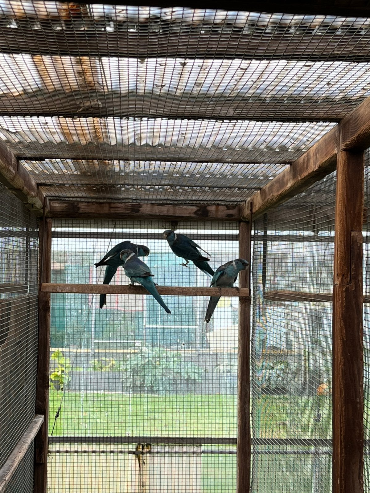 Onverwant koppel Blauwe Barnard Parkieten, Dieren en Toebehoren, Meerdere dieren, Parkiet, Geringd