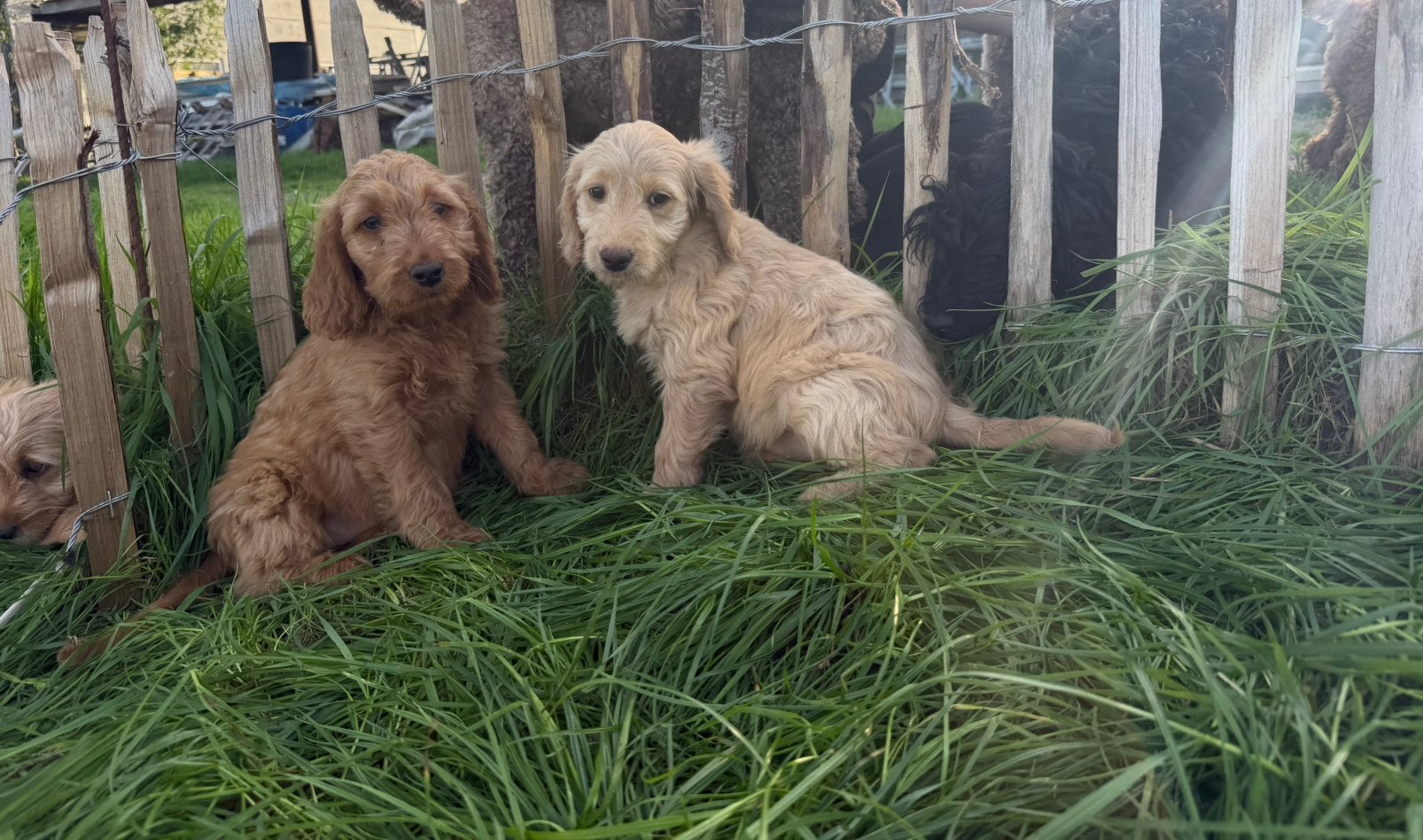 Mooie goldendoodle pups!, Dieren en Toebehoren, Golden retriever, België, CDV (hondenziekte), 8 tot 15 weken