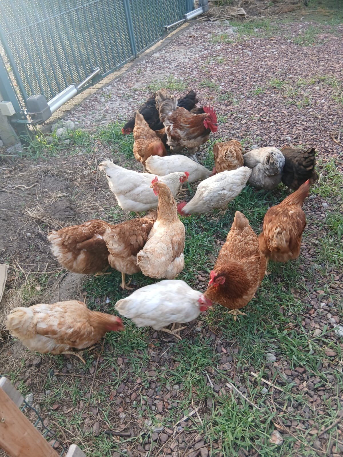 Poulets divers à vendre, Animaux & Accessoires, Volatiles