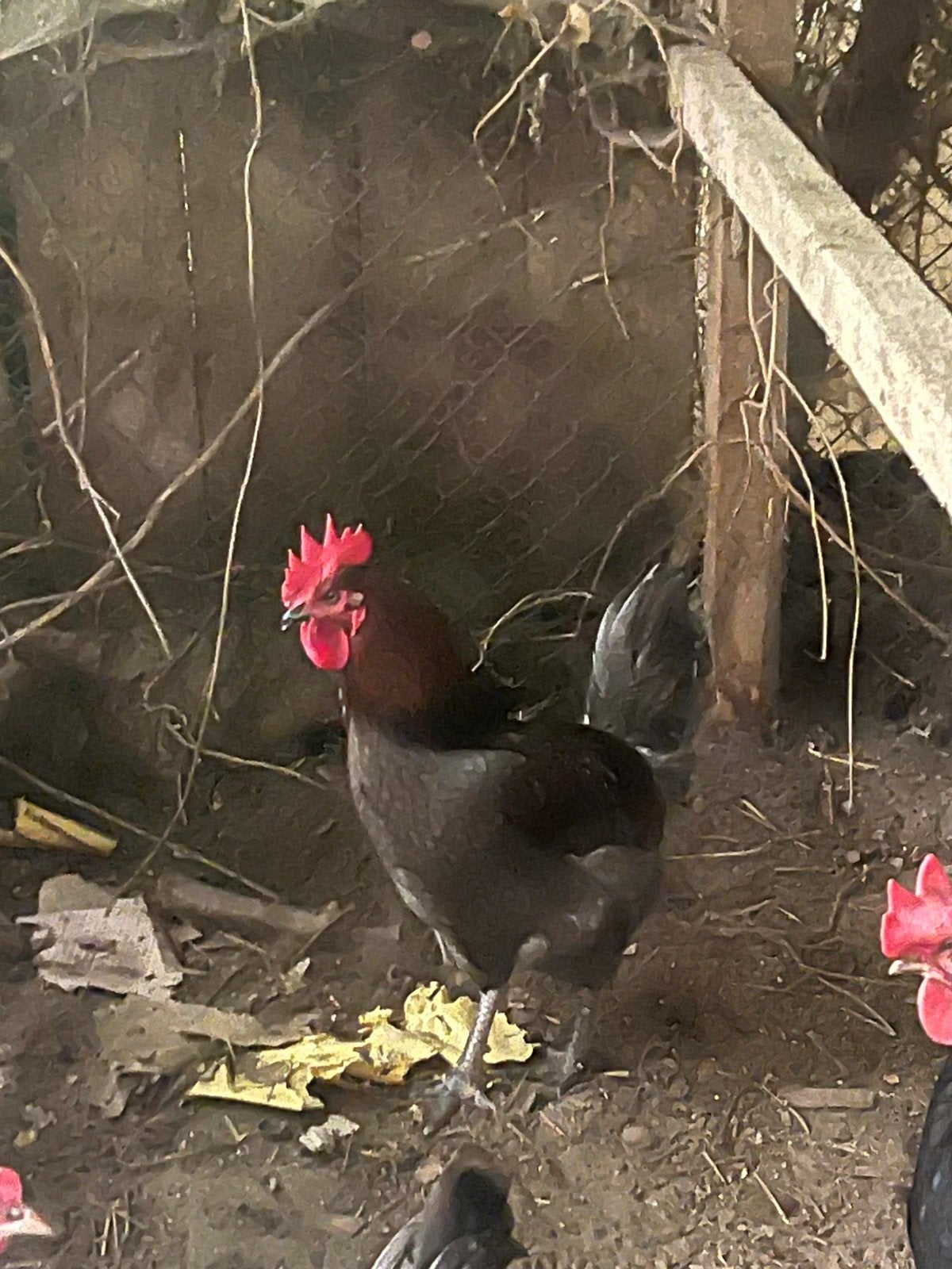 1 haan voor 20€, Dieren en Toebehoren, Pluimvee