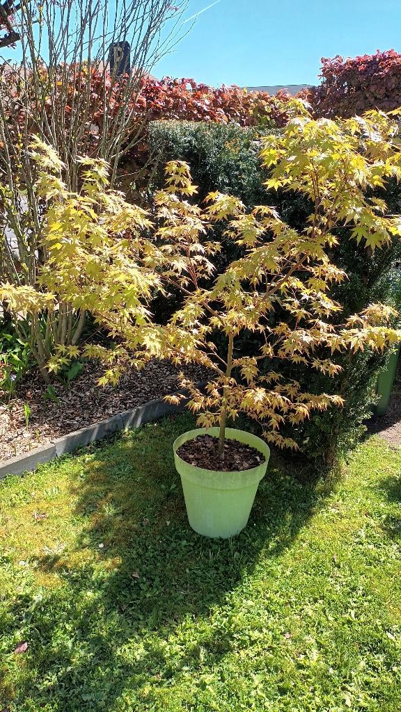 japanse esdoorn, Tuin en Terras, Halfschaduw, Overige soorten, Lente, 100 tot 250 cm