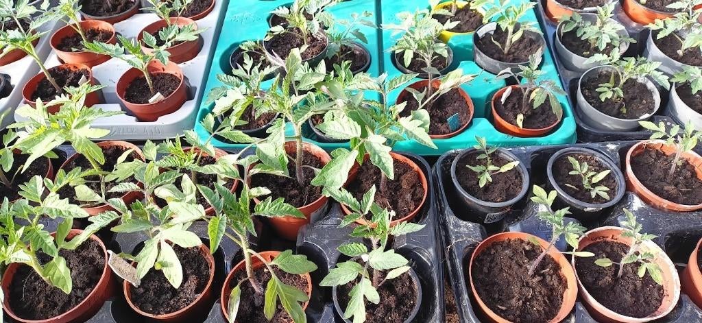 Tomatenplanten in diverse rassen., Jardin & Terrasse, Plantes | Jardin, Annuelle, Plantes potagères, Plein soleil, Été, Enlèvement