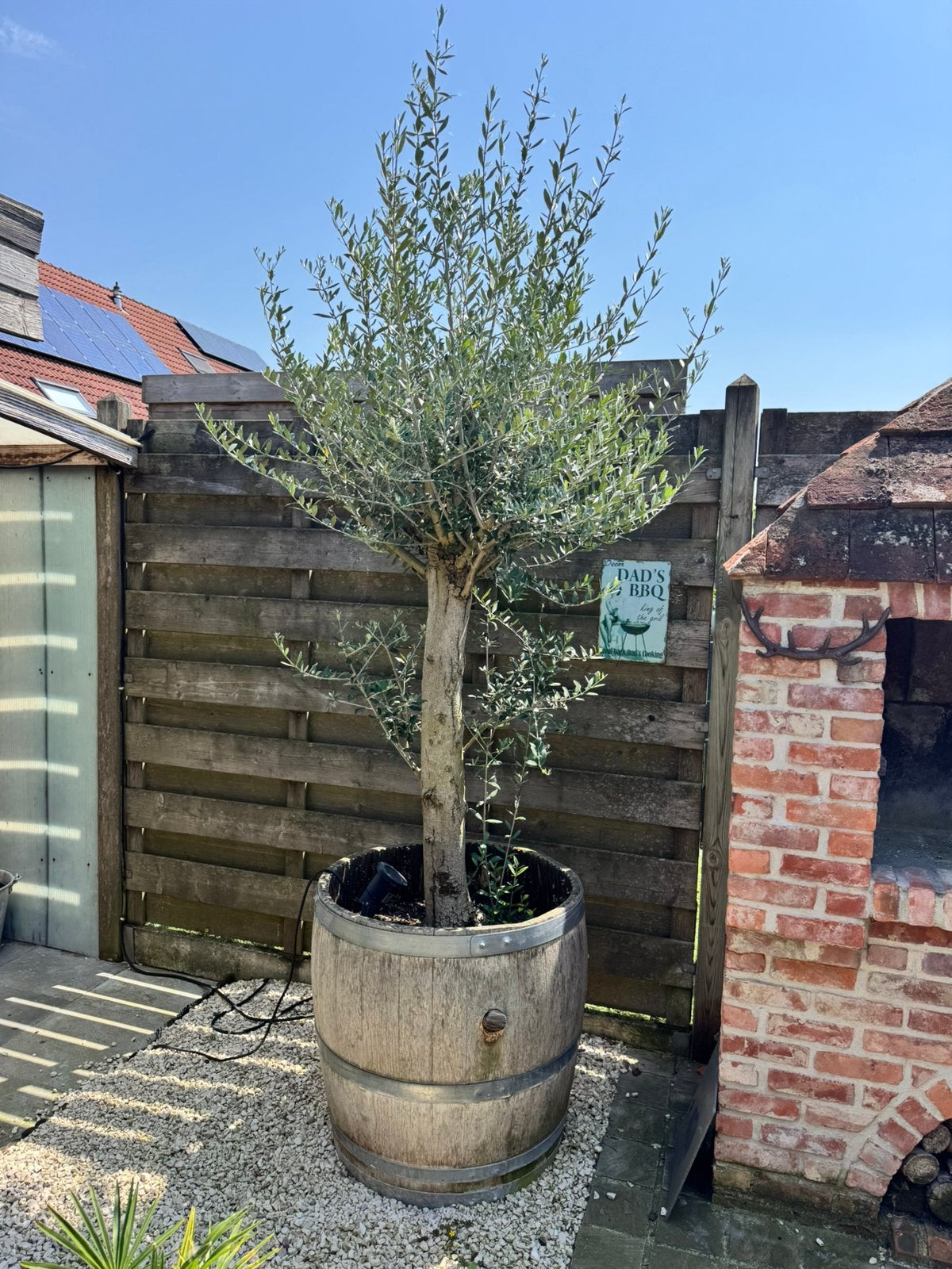 Olijfboom (met wijnton), Jardin & Terrasse, Plantes | Arbres, Enlèvement, Olivier