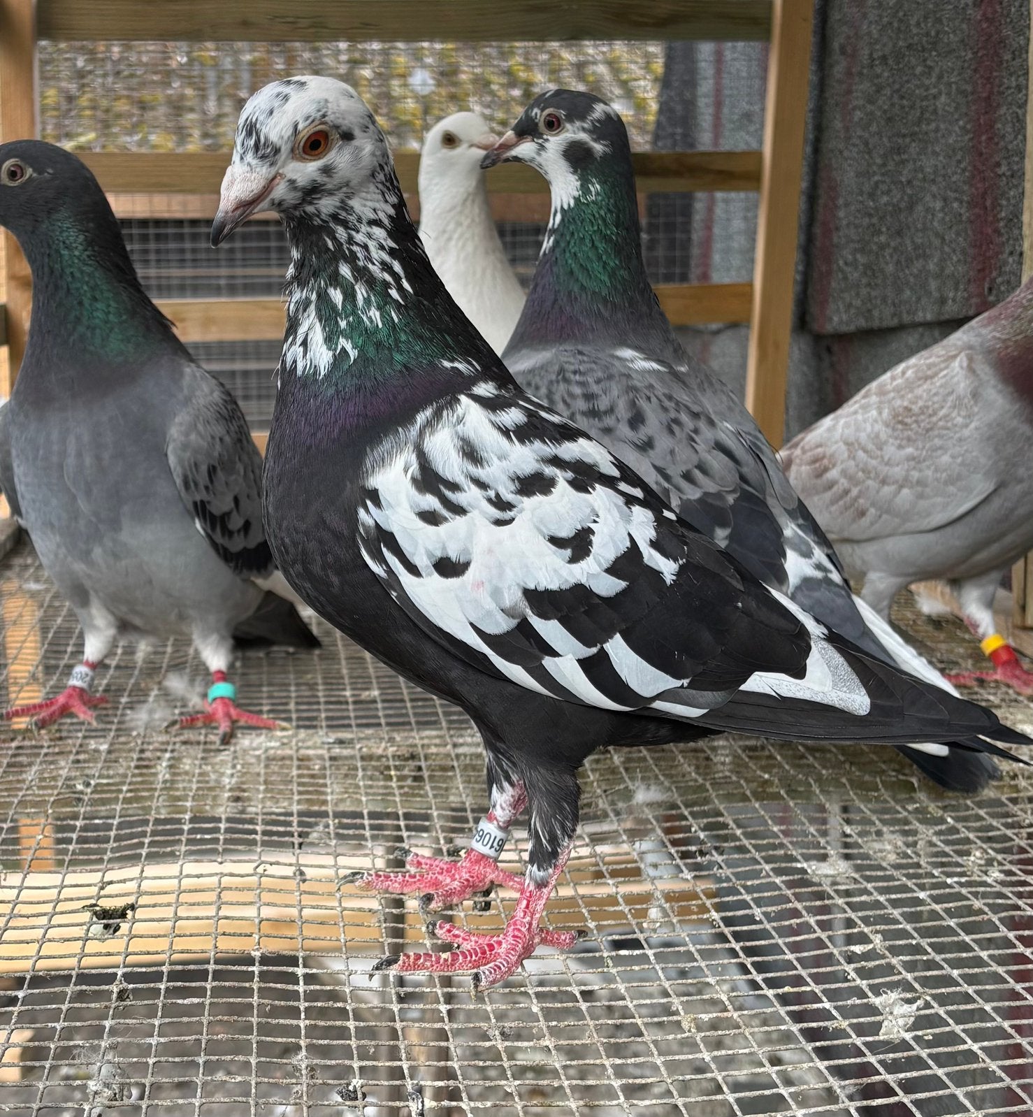 Pietran, vangramberen postduiven gezocht, Dieren en Toebehoren