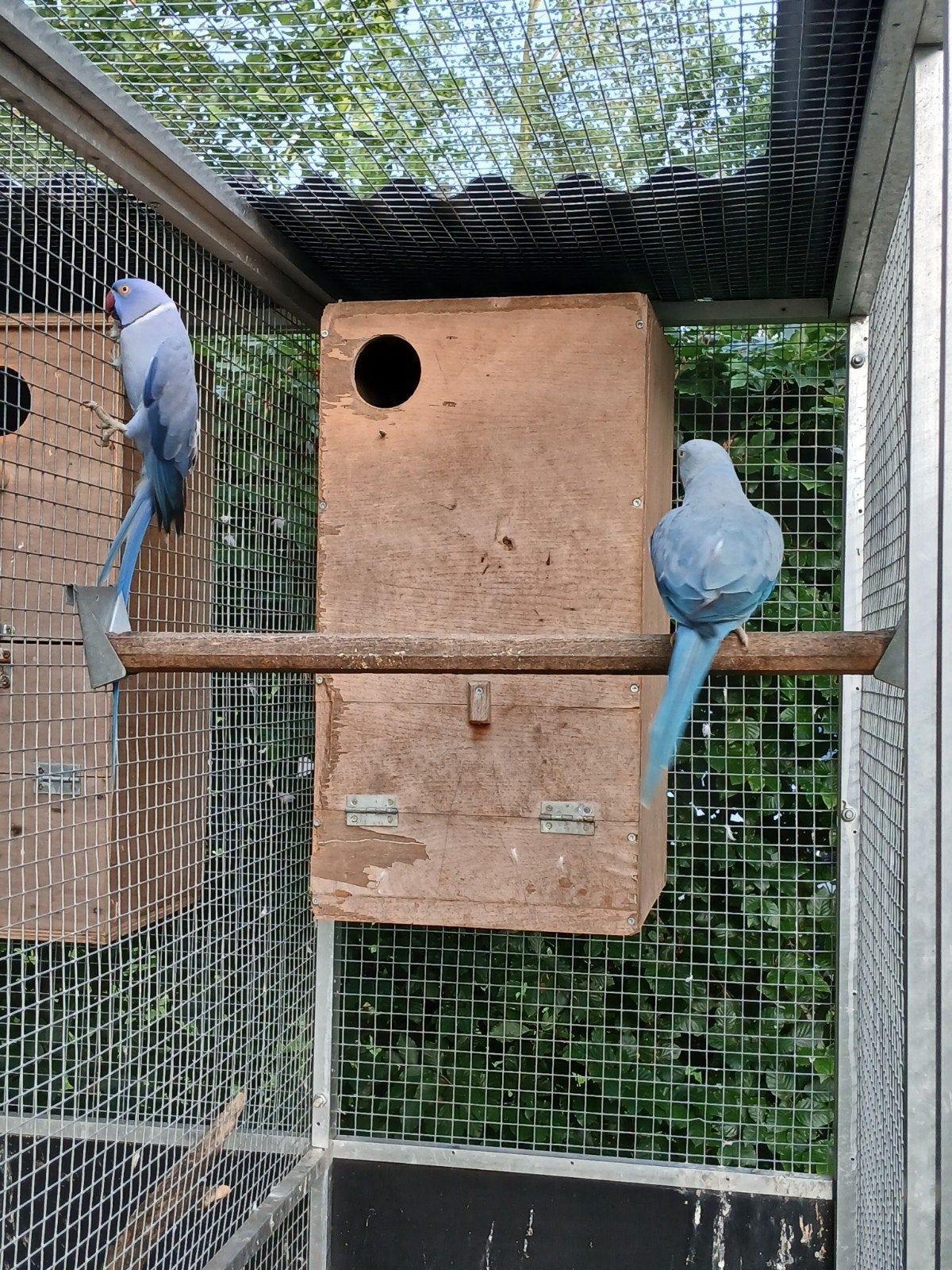 broedkoppel halsbandparkieten RUILEN, Dieren en Toebehoren