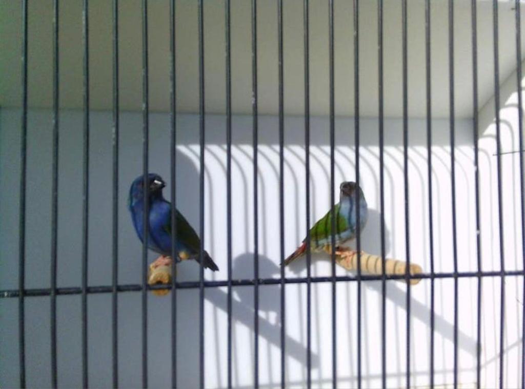Te koop 1-1 Forbes 2025, Dieren en Toebehoren, Vogels | Overige Vogels