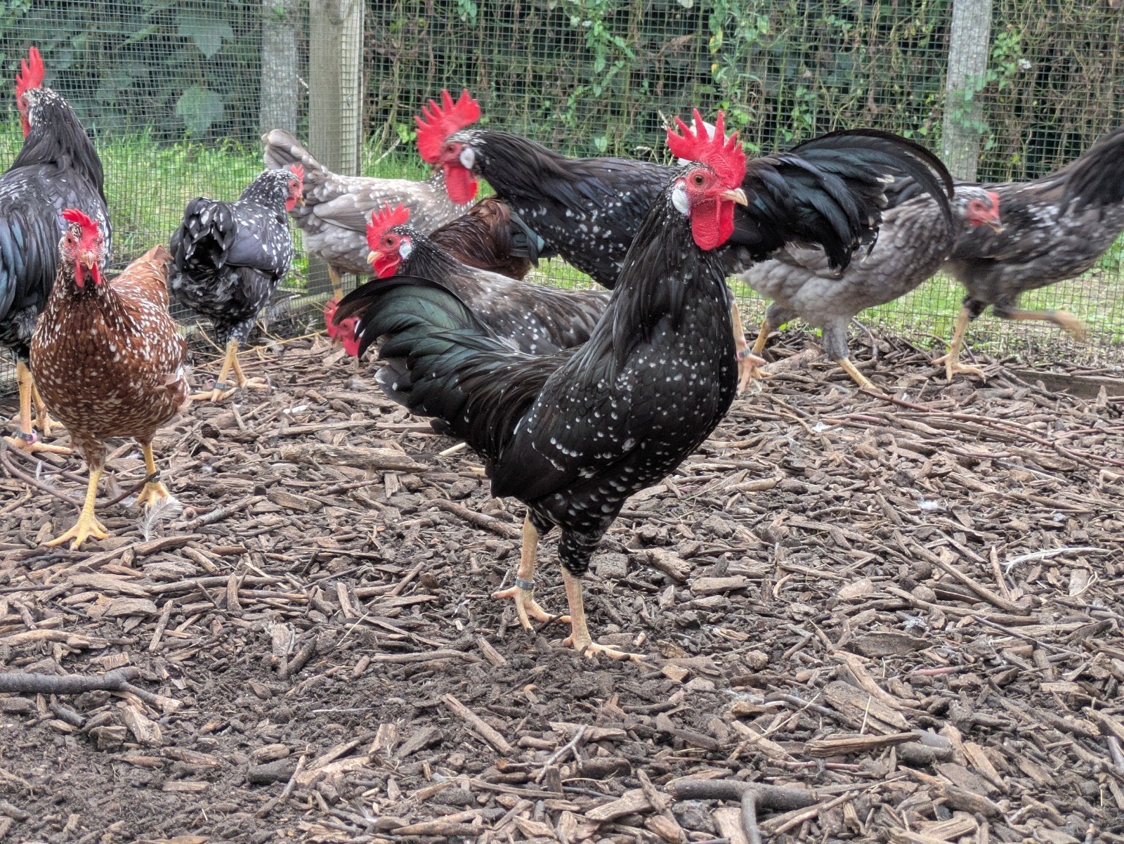 Anconakrielen blauw, zwart en rood witgepareld, Dieren en Toebehoren, Meerdere dieren, Kip