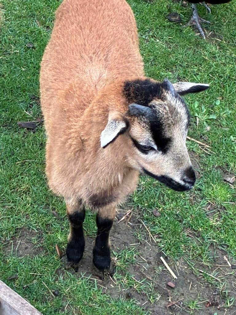 Kameroen bok te koop, Dieren en Toebehoren, Mannelijk, Schaap, 0 tot 2 jaar