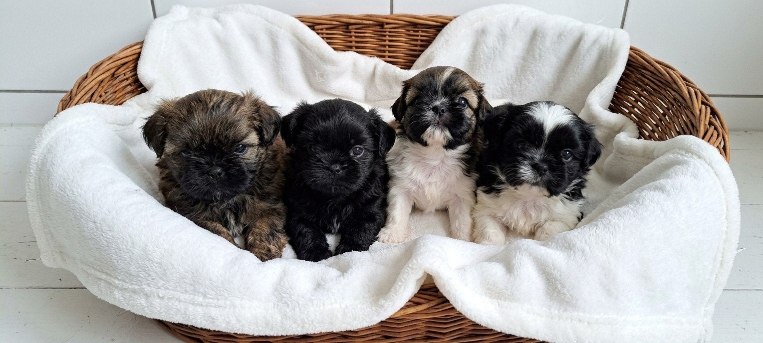 Shih-tzu, België, Overige rassen, CDV (hondenziekte), 8 tot 15 weken