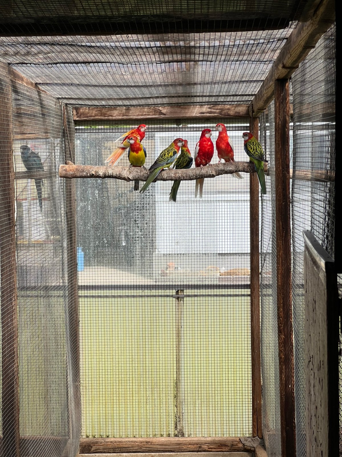 Kweekkoppels rosella parkieten + jongen, Dieren en Toebehoren, Vogels | Parkieten en Papegaaien, Meerdere dieren, Parkiet, Geringd