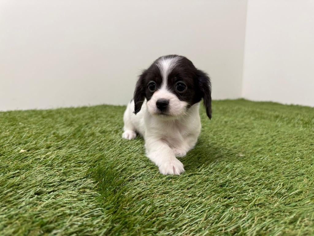 Teckel x Mix pups, Parvo, België, 8 tot 15 weken, Meerdere
